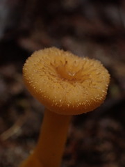 Craterellus