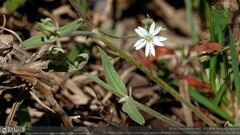Stellaria vestita