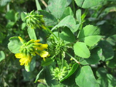 Trigonella corniculata