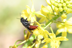 Bulbine frutescens
