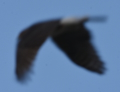 Accipiter cooperii