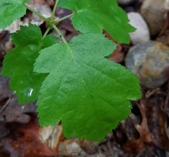 Torminalis glaberrima