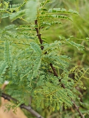 Senegalia caffra