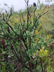 Osyris lanceolata
