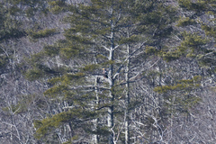 Haliaeetus pelagicus