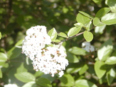 Viburnum rufidulum