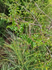 Ziziphus mucronata
