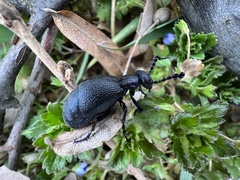 Meloe proscarabaeus