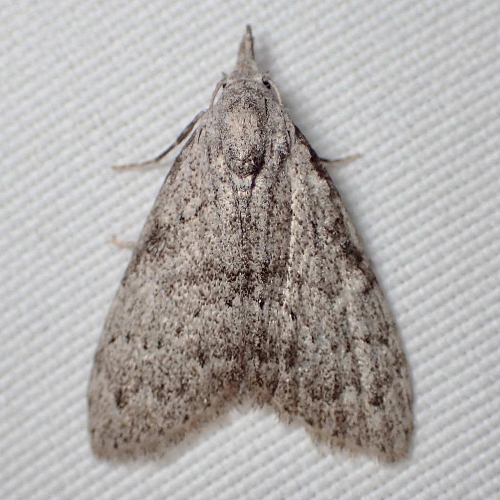Nola involuta