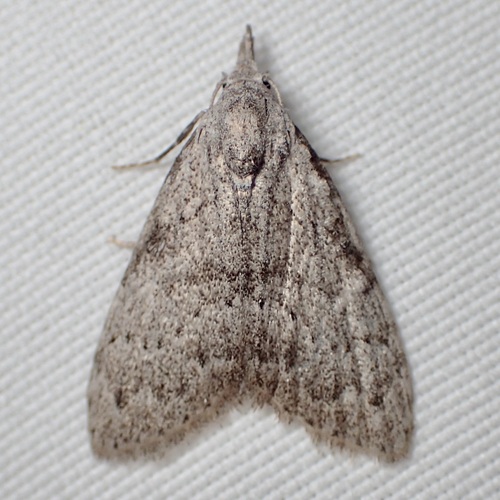 Nola involuta