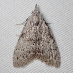 Nola involuta