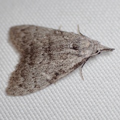 Nola involuta