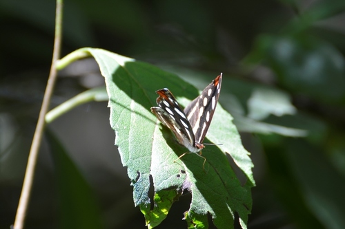Catonephele mexicana