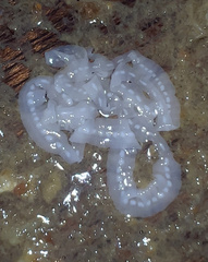 Cestoda