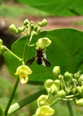 Epanthidium tigrinum