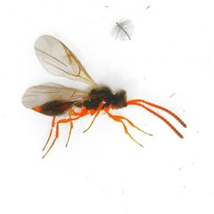 Aclista