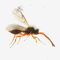 Aclista