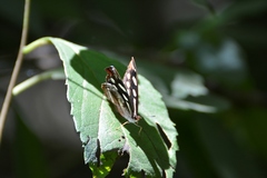 Catonephele mexicana