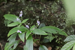 Trigonotis omeiensis