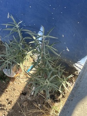 Buddleja sessiliflora