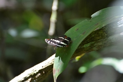 Catonephele mexicana