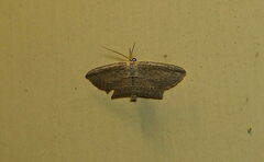 Phalacra vidhisara