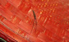 Tetragnatha mandibulata