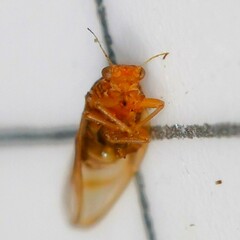 Phylloplecta tripunctata