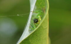 Bijoaraneus mitificus