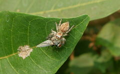 Carrhotus viduus