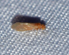 Valenzuela pinicola