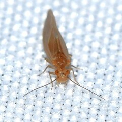 Valenzuela pinicola