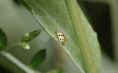 Psyllobora bisoctonotata