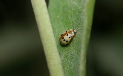 Psyllobora bisoctonotata