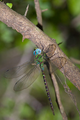 Triacanthagyna caribbea