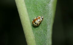 Psyllobora bisoctonotata