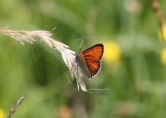 Lycaena hippothoe