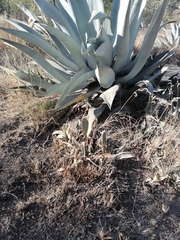 Agave asperrima