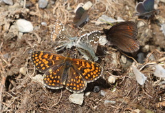 Melitaea celadussa