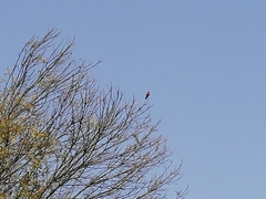 Pyrocephalus rubinus