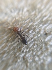Crematogaster scutellaris