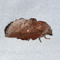 Phyllodesma occidentis