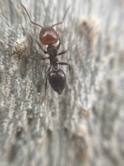 Crematogaster scutellaris