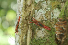 Macrocheraia grandis