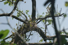 Pelatantheria rivesii