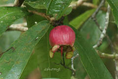Syzygium malaccense
