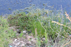 Alternanthera philoxeroides