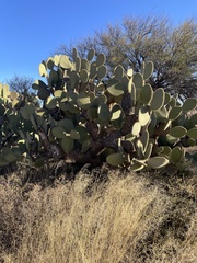 Opuntia