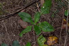 Pentanema squarrosum