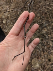 Smilax glauca